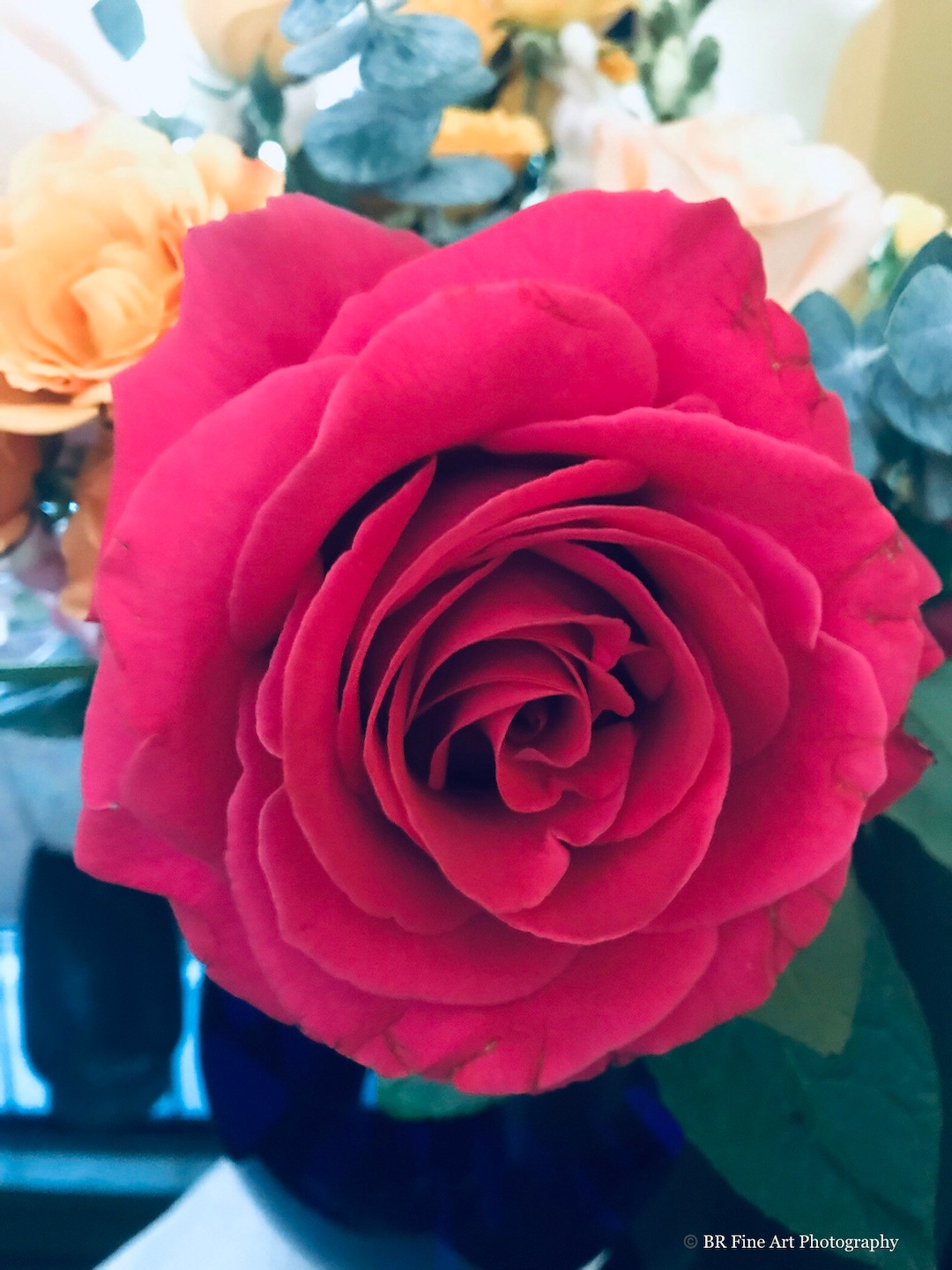 Pink Rose Beauty Fine Art Color Photography. - Etsy