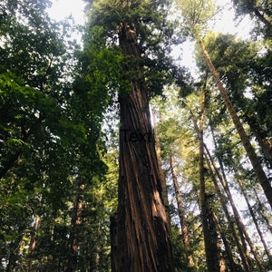 Landscape Henry Cowell State Park,California Forest, Fine Art Color Photography.