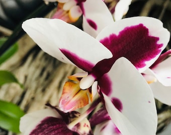 Orchid Purple and White Beauty Fine Art Color Photography