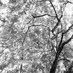 Springtime Lace Fine Art Black and White Photography