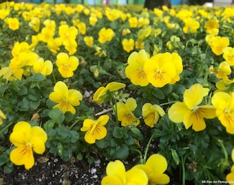 Yellow Spring Flowers, Fine Art Color Photography