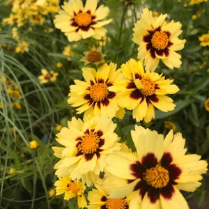 Springtime Yellow Flowers Fine Art Color Photography