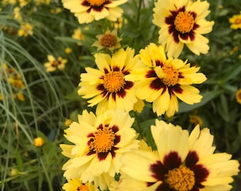 Springtime Yellow Flowers Fine Art Color Photography