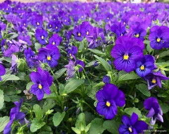 Viola Fiori Primavera Fine Arte Fotografia Colore