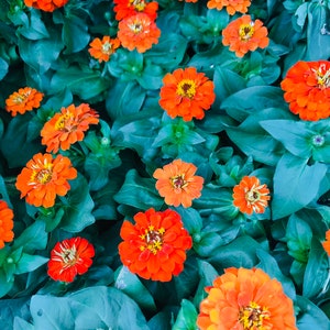 Flowers Orange Beauty Fine Art Color Photography