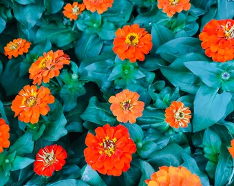 Flowers Orange Beauty Fine Art Color Photography