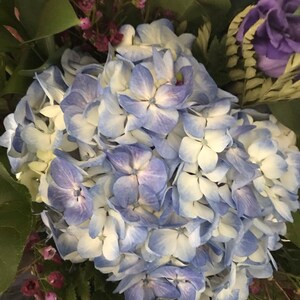Hydrangea Purple Springtime Flowers Fine Art Color Photography