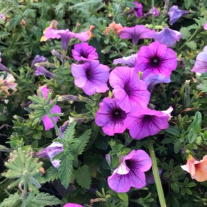 Purple Springtime Petunias Fine Art Color Photography