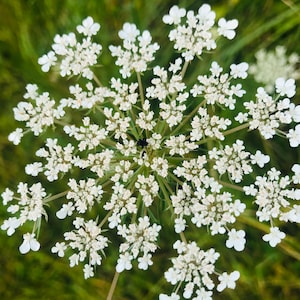 Flowers Queen Anne’s Lace Fine Art Color Photography