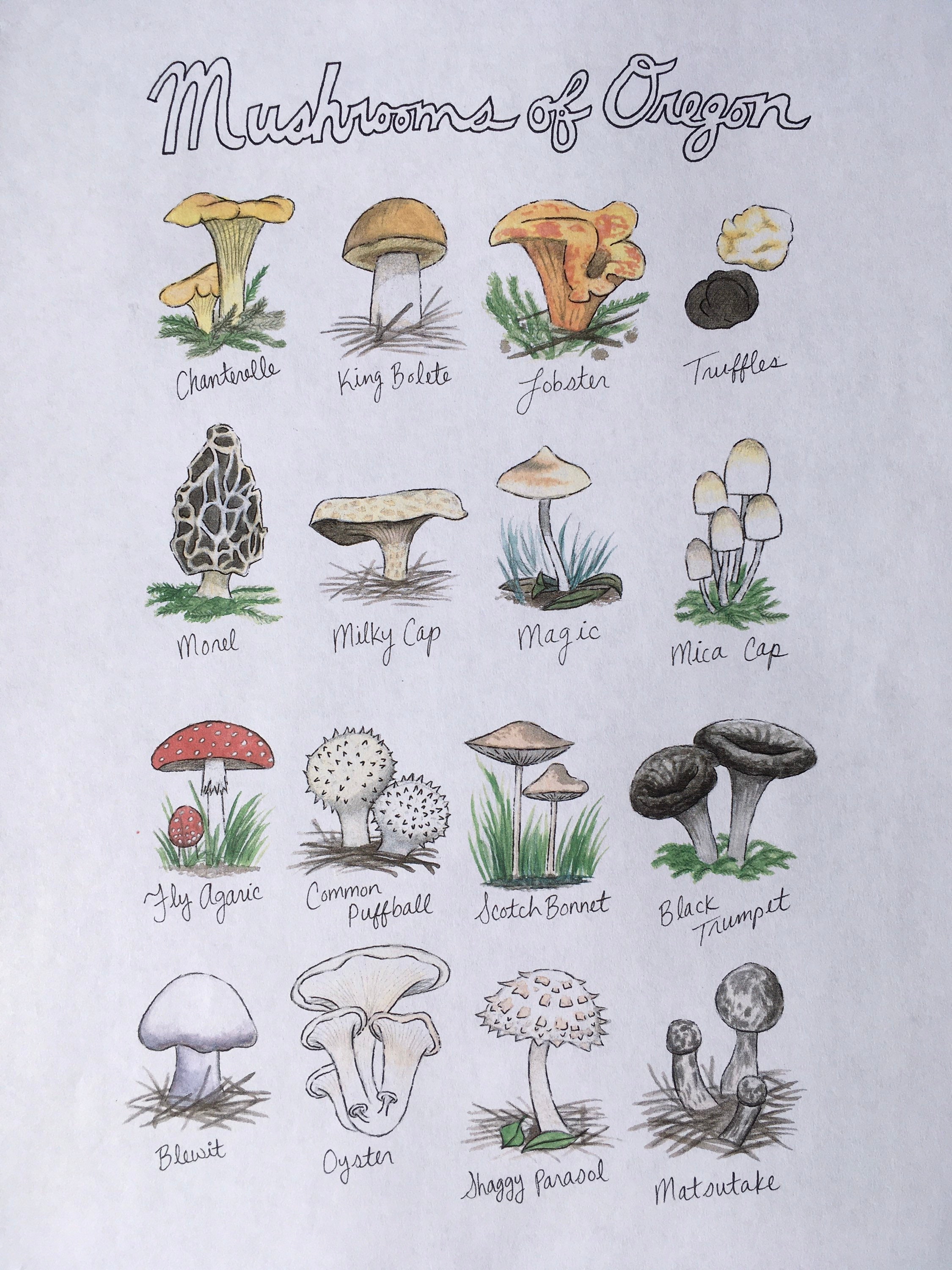 Painting Art & Collectibles PNW Mushroom Foraging 5 x 7 Print