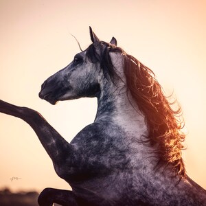 May include: A grey horse with a long, flowing mane stands on its hind legs with its front leg raised in the air. The horse is silhouetted against a bright orange sunset.