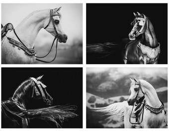 Arabian Horse Monochrome Limited Edition Signed & Numbered Giclee Print