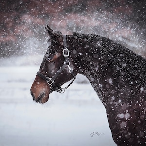 Morgan Horse Snow Day Fine Art Foto Print