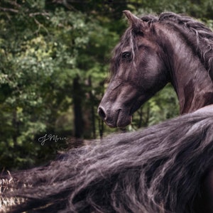 Friesian Stallion Tail Swish Fine Art Photo Print