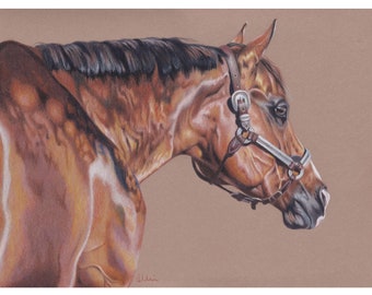 May include: A close-up portrait of a brown horse with a black mane and tail. The horse is wearing a silver and brown halter. The horse is looking to the right of the image.