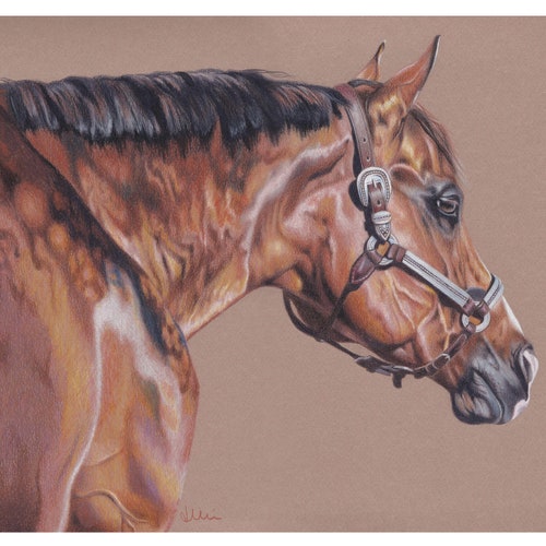 Horse Art Print Quarter Horse in Halter Giclee Etsy