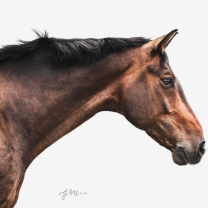 Warmblood Horse on White Fine Art Photo Print