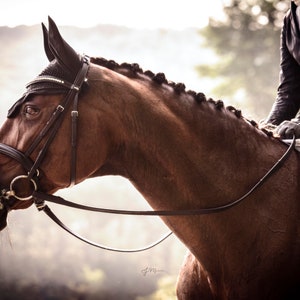 Dressage Horse at Sunrise Fine Art Photo Print