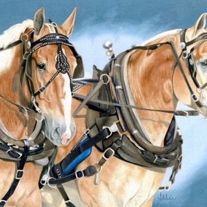 Belgian Draft Horse Pulling Team Fine Art Giclee Print