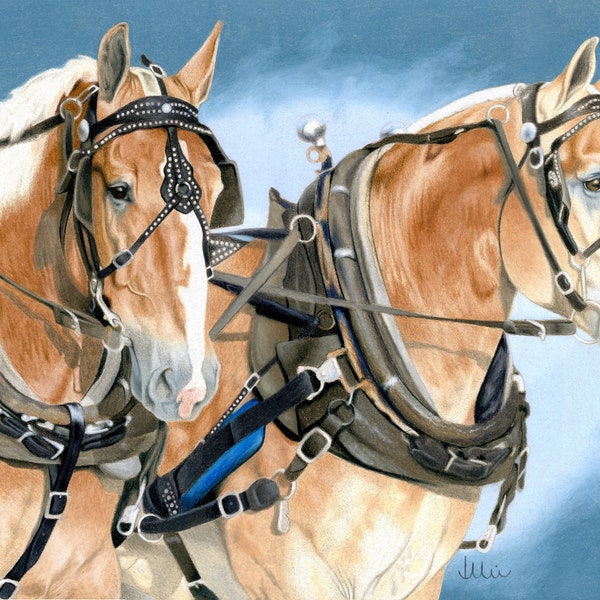Belgian Draft Horse Pulling Team Fine Art Giclee Print
