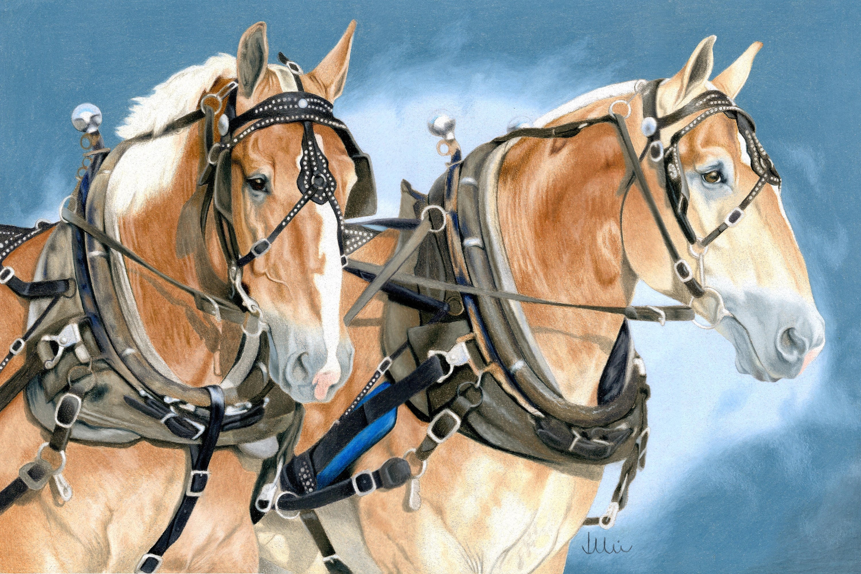 Belgian Draft Horse Pulling Team Fine Art Giclee Print - Etsy
