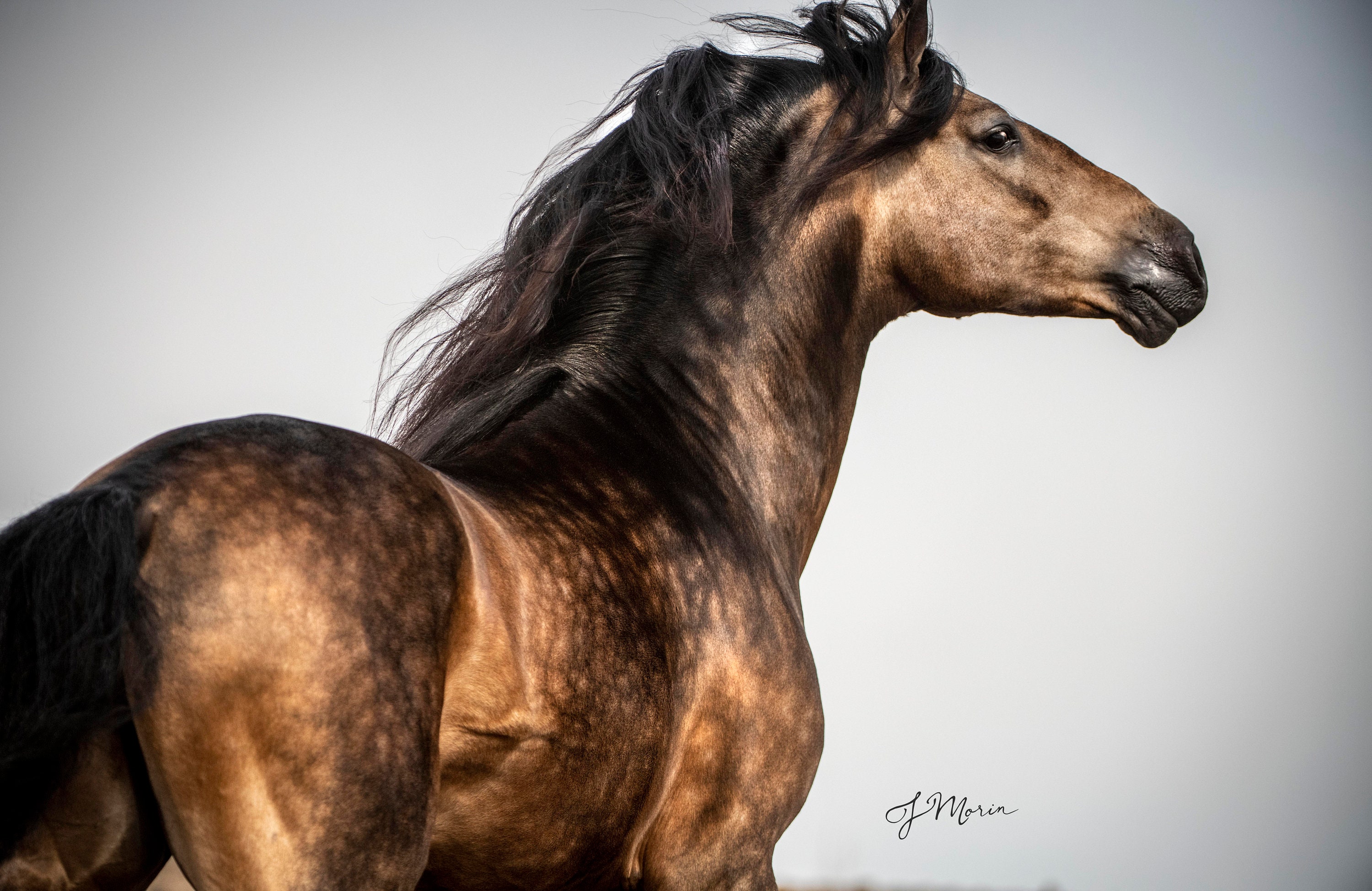Buckskin Andalusian Horses