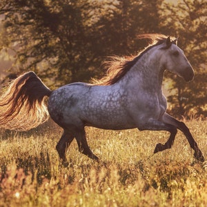 Andalusian Stallion Fine Art Photography Print