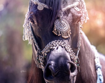 Arabian Horse Fine Art Photography Print