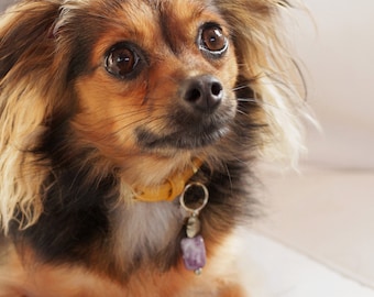 Gemstone Pet Charm with Amethyst and Pyrite
