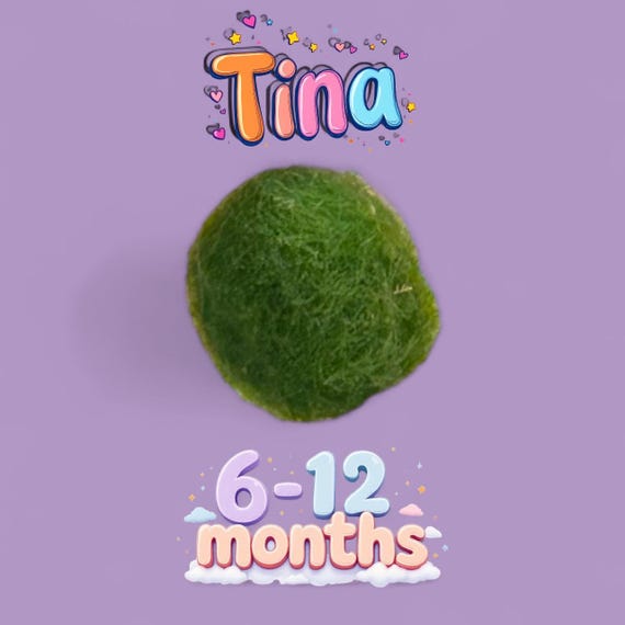 Marimo Mates, Japanese Algae Balls with Kits, 6-12 months old, alive and slowly growing “Tina”