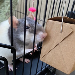 May include: A black and white pet rat inside a black wire cage, with a brown paper container hanging from the top. The rat is looking at the container. A pink toy hangs from the top of the cage.