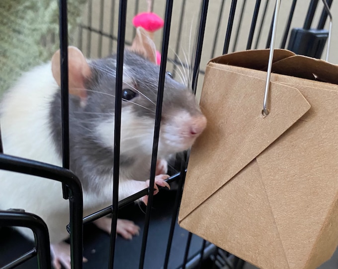 Rat Forage Box: Enrichment Toy with Natural Chews