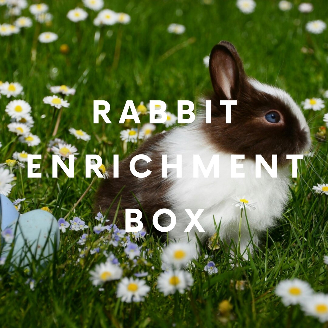 Wonder Box Rabbits Rabbit Enrichment Box – Handmade Toys for Bunnies FREE SHIPPING, Cure ...