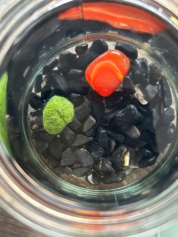 Gigi the Pregnant Marimo Mate, 8-12 months, exploding Japanese Algae Ball