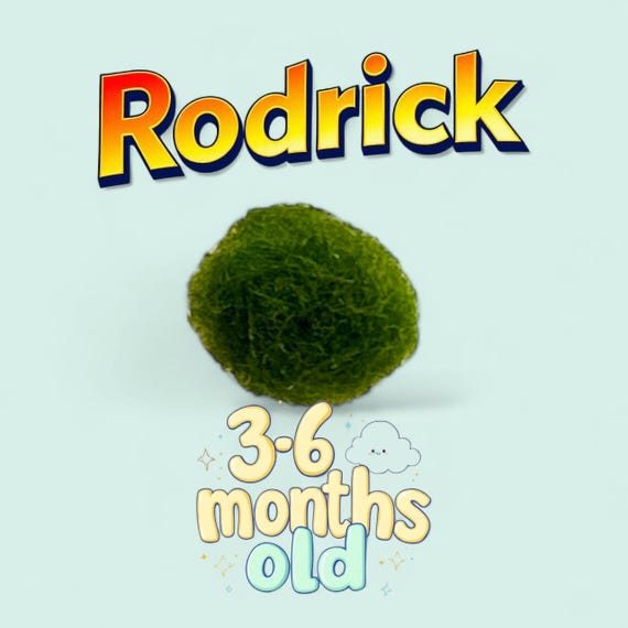 Marimo Mates - “Rodrick” Japanese Algae Ball 3-6 months old, alive and healthy moss ball