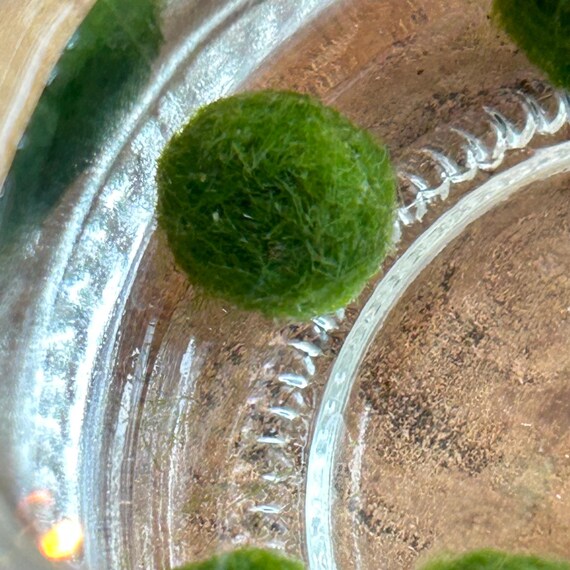 Single Japanese Algae Ball, Cladophora Ball 6-12 month teen, Marimo Mates [no vessel included]