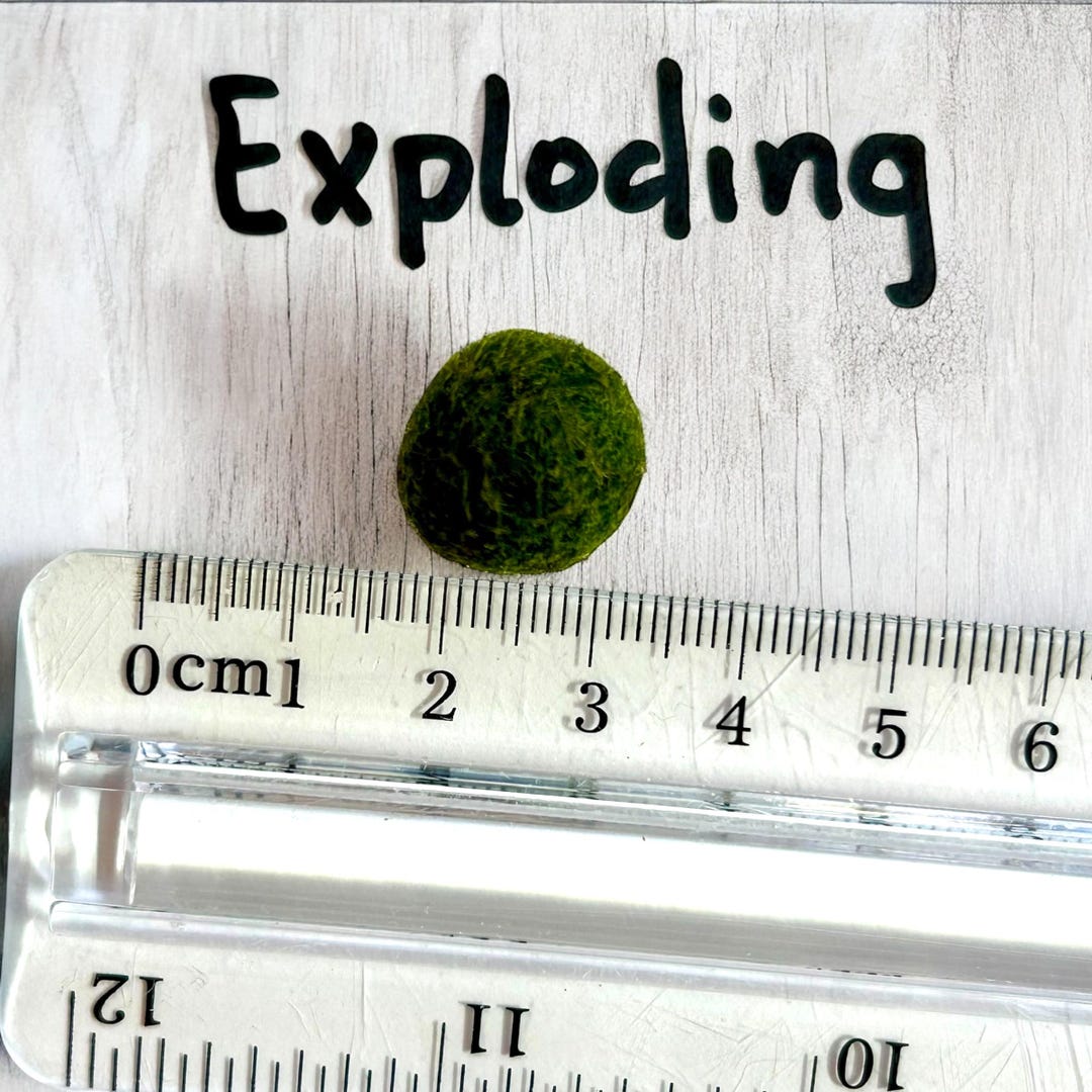 Exploding 8-12 Month Japanese Algae Ball, Cladophora Ball Exploding ...