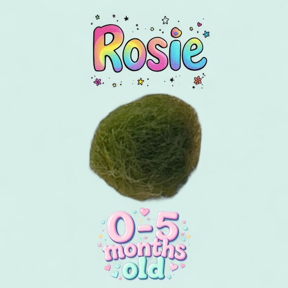 Marimo Mates - Japanese Algae Ball Baby 0-4 months old, alive and healthy moss babies