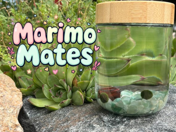 Single Japanese Algae Ball, Cladophora Ball 6-12 month teen, Marimo Mate with Gemstones
