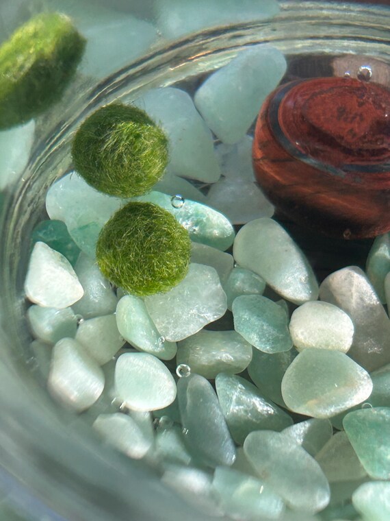 Paired Marimo Mates, Japanese Algae Balls with Kit, 6-12 months old, alive and slowly growing “Malcolm and Reese” (2 total)