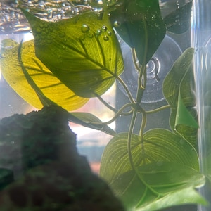 Fischversteck, Blattverstecke, Betten für Fische