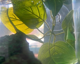 Fish Hideaway, Leaf Hideouts, Beds for Fish