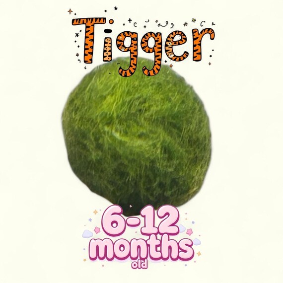 Exploding Marimo Mates, Japanese Algae Balls with Kits, 6-12 months old, alive and slowly growing “Tigger”