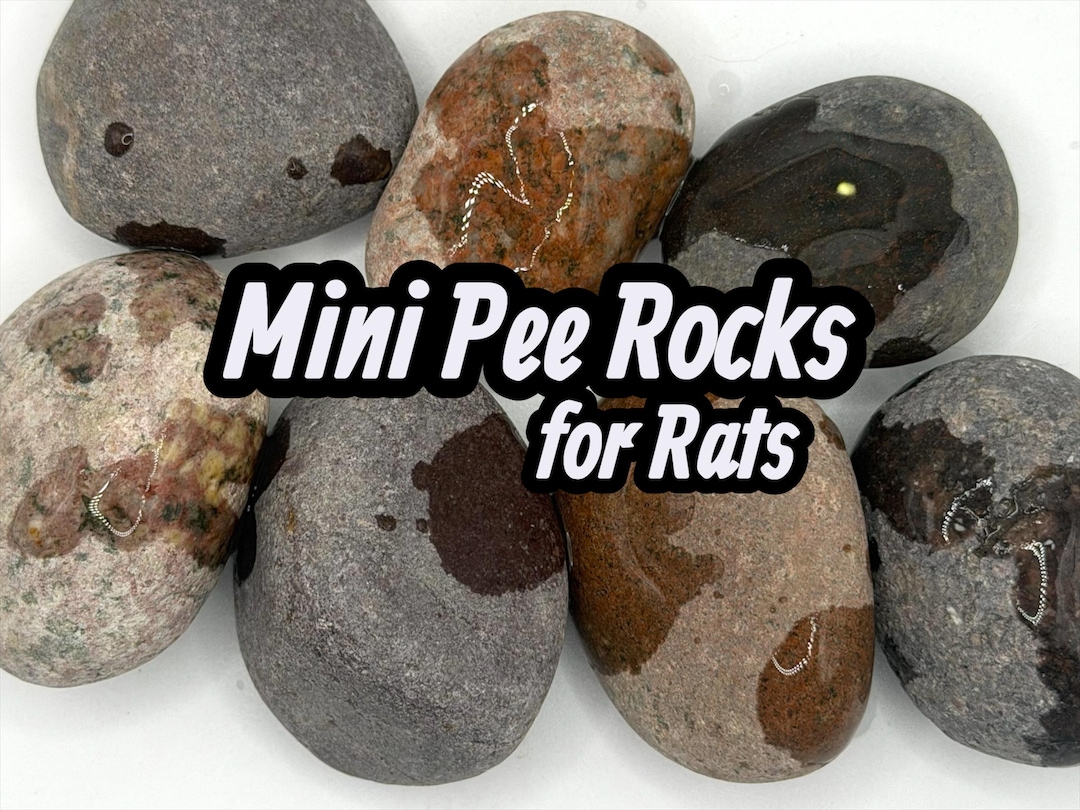 Decorative Pee Rocks Mini Rat Pee Rocks: Urine Training Set - Cage Enrichment - BEST SELLER ...