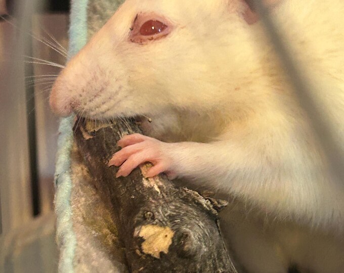 Eastern Cottonwood Sticks, boiled, sanitized, dried, safe for rats, per stick