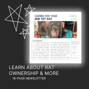 Rat Newsletter - How to Care for Your New Pet Rat & All Things Considered
