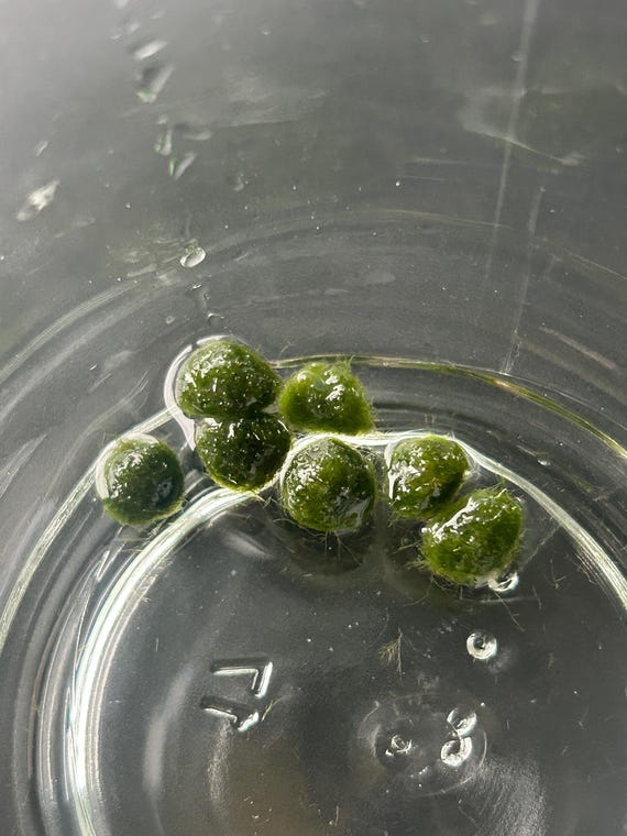 Single Japanese Algae Ball, Cladophora Ball 0-5 month Marimo Mates