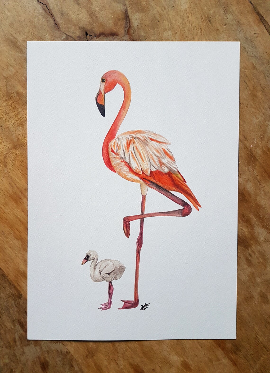 Flamingo &amp; Baby A4 Print unframed Animal Lovers Classic - Etsy