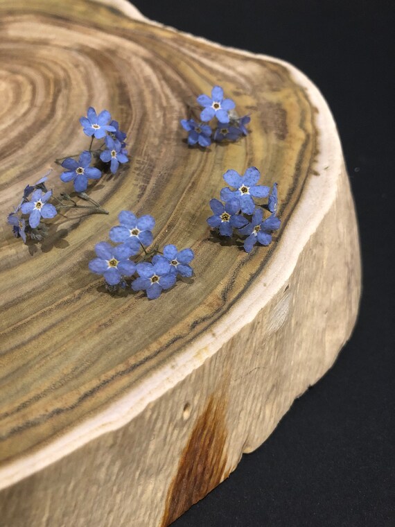 Tiny Flowers for Resin Dried Blue Flowers Dry Moss 