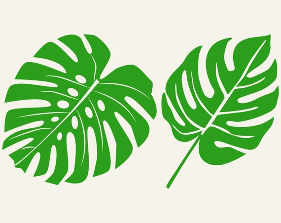 Download Monstera Svg Monstera Leaf Svg Monstera Leaf Cut File Monstera Etsy